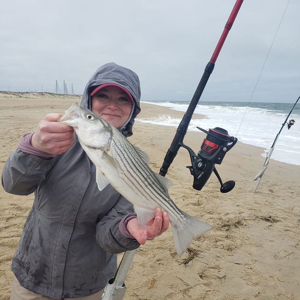 short striped bass, delaware surf fishing, 3Rs, delaware seashore state park,