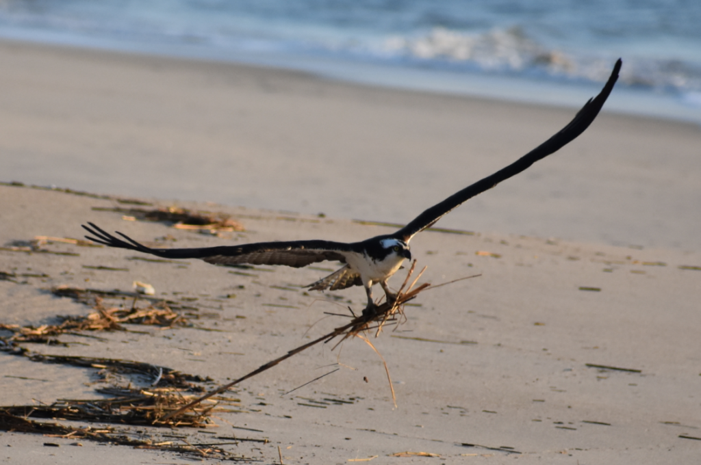osprey, building nest, delaware beaches, delaware seashore state park, dssp, sussex county, fish hawk, raptor, life saving station, conquest beach