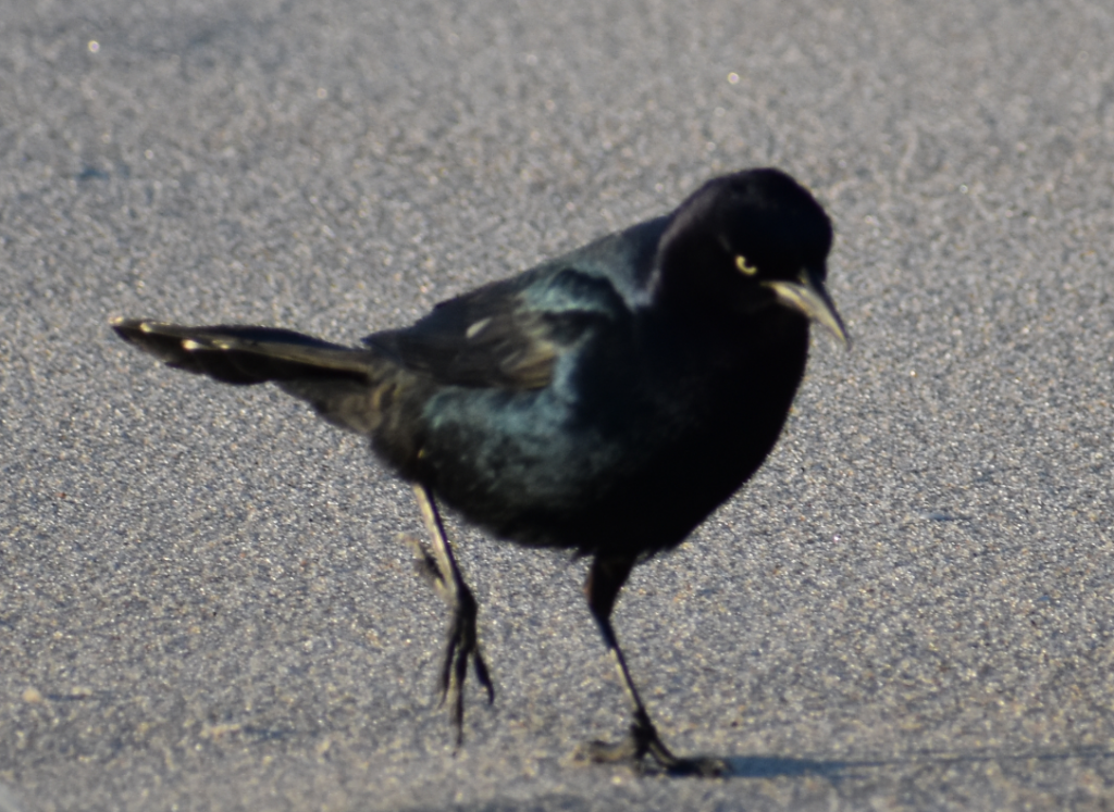 Faithful steward crossing, delaware seashore state park, surf fishing, covid19 , coronavirus, sussex county, Charles W Cullen Bridge, indian river inlet bridge, grackle, beach bird
