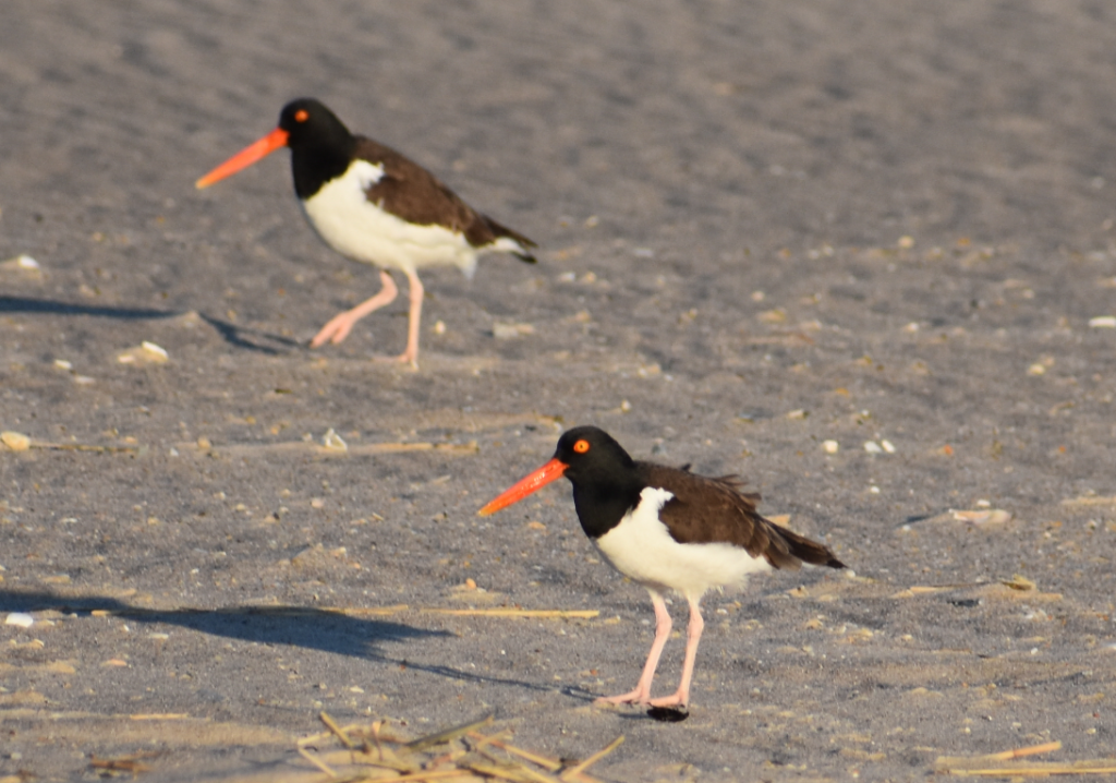 Faithful steward crossing, delaware seashore state park, surf fishing, covid19 , coronavirus, sussex county, American oyster catchers