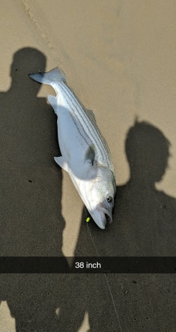 striped bass, rock fish, delaware surf fishing,