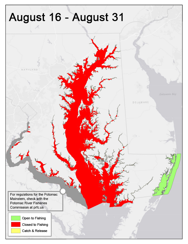 Chesapeake Bay STRIPED BASS REGULATIONS 2020