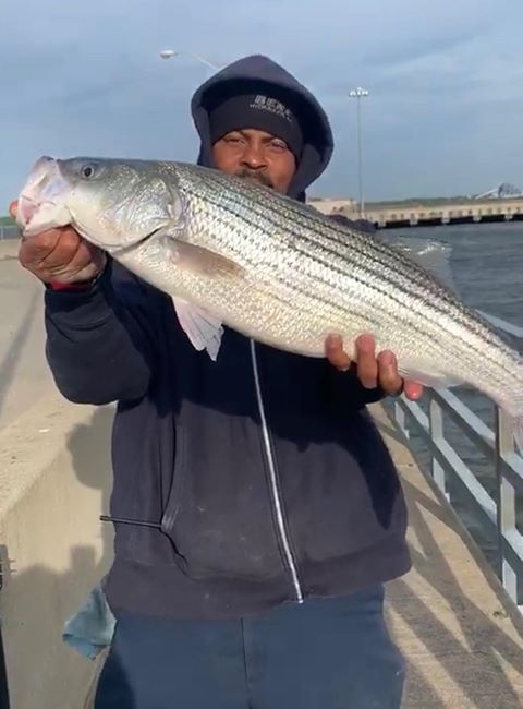 striped bass, delaware river, delaware surf fishing, migratory bass, bunker chunks, menhaden, striper candy