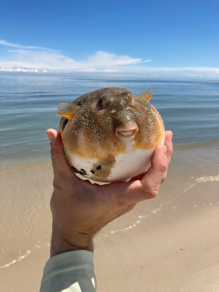 northern puffer fish, lewes beach, delaware surf fishing