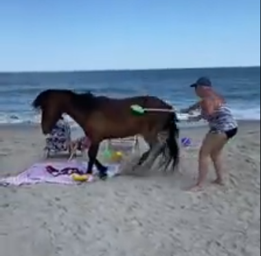 assateage ponies, tourists, maryland, touron justice
