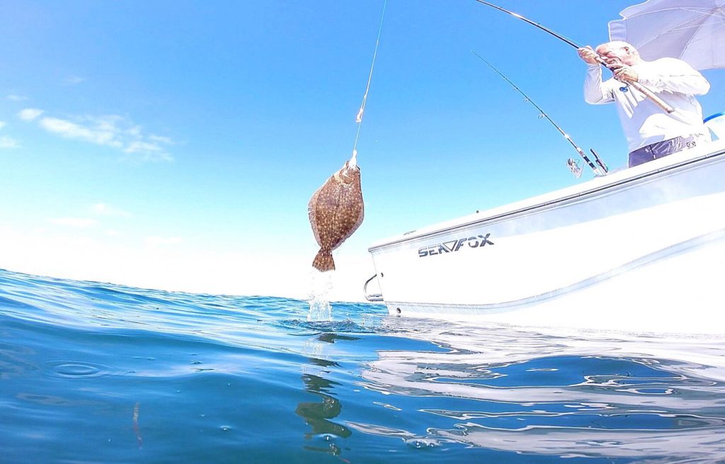summer flounder, underwater shots of fish, delaware surf fishing, go pro