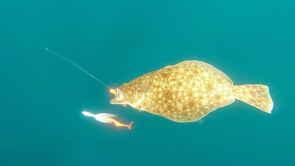 summer flounder, underwater shots of fish, delaware surf fishing, go pro
