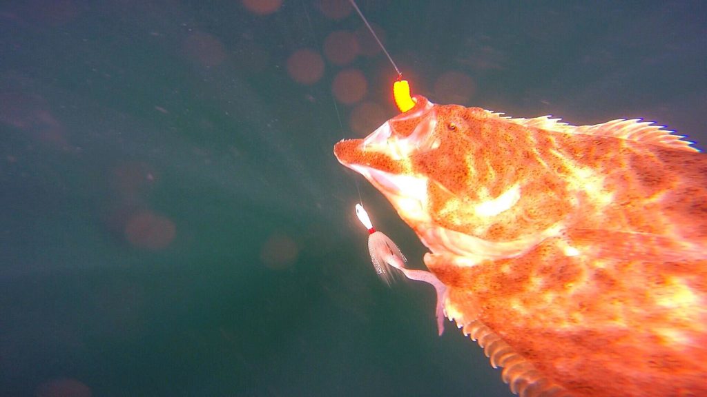 summer flounder, underwater shots of fish, delaware surf fishing, go pro