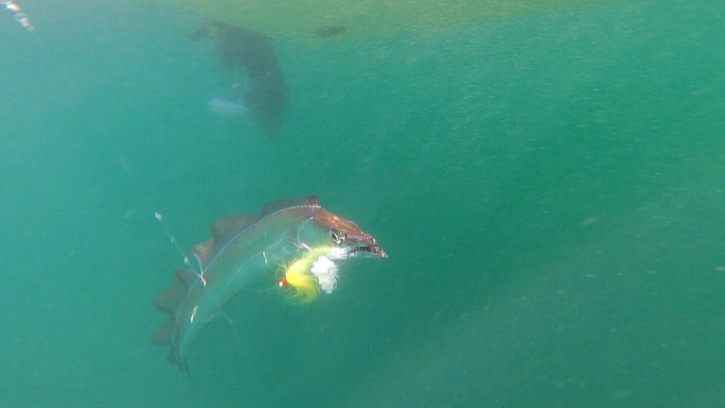 ribbon fish, underwater shots of fish, delaware surf fishing, go pro
