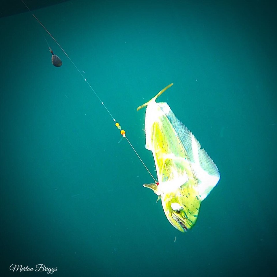 underwater shots of fish, mahi, dorado, dolphin fish, delaware surf fishing, go pro