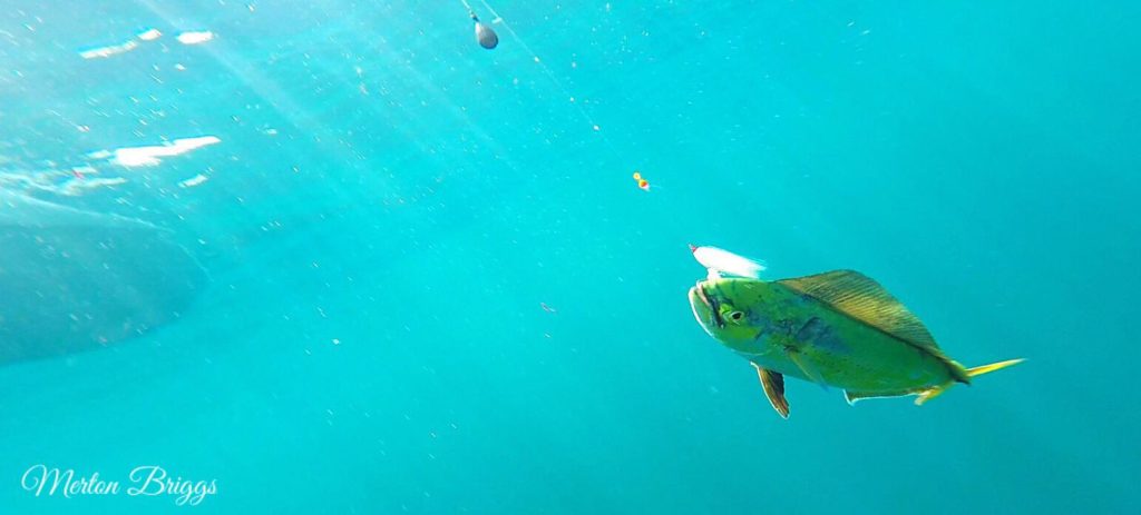 underwater shots of fish, mahi, dorado, dolphin fish, delaware surf fishing, go pro