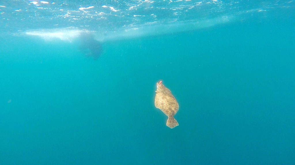 summer flounder, underwater shots of fish, delaware surf fishing, go pro