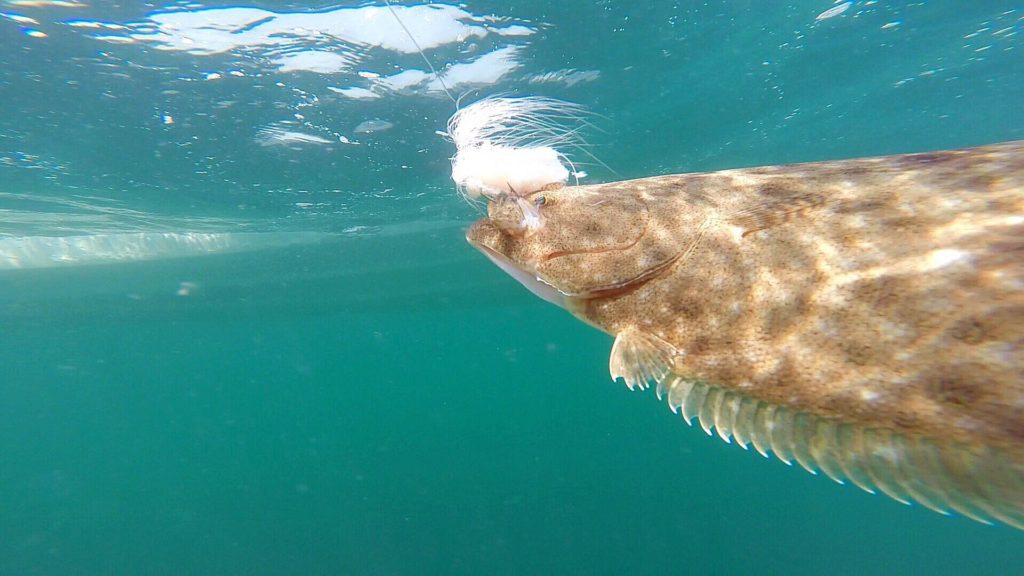 summer flounder, underwater shots of fish, delaware surf fishing, go pro