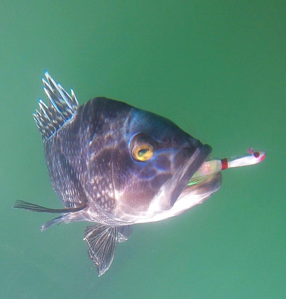 sea bass, underwater shots of fish, delaware surf fishing, go pro