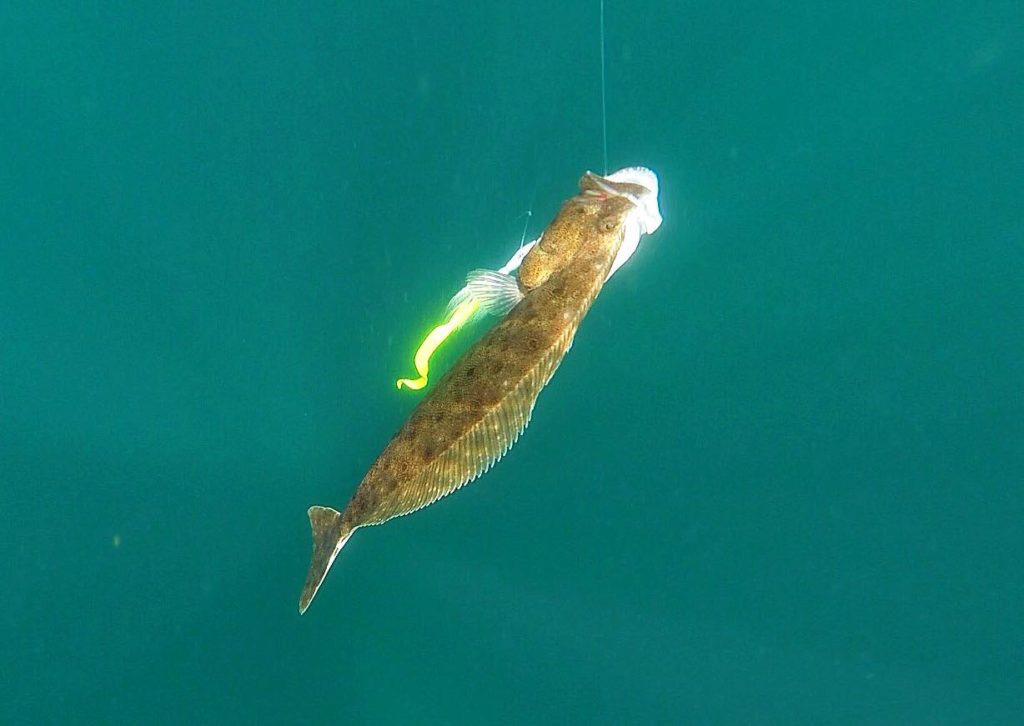 summer flounder, underwater shots of fish, delaware surf fishing, go pro