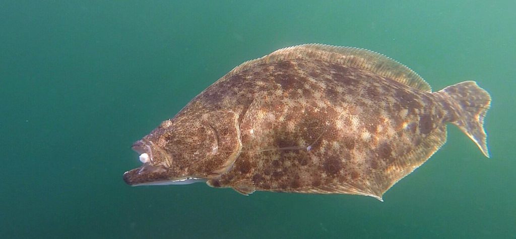 summer flounder, underwater shots of fish, delaware surf fishing, go pro