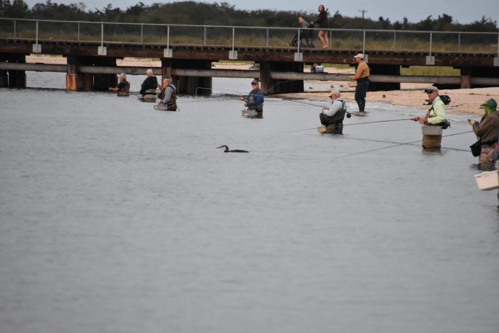 saltwater fly anglers of delaware, fly fishing, cape henlopen state park, lewes, delaware, sussex county, wizards of the long wand, the flats, yes you can fly fish in the ocean,