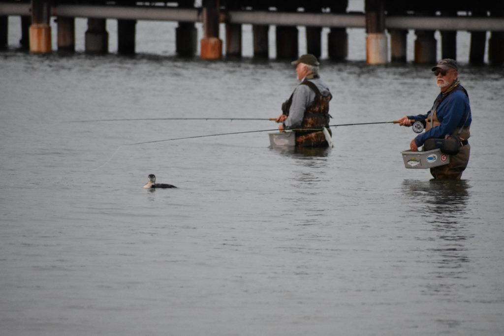 saltwater fly anglers of delaware, fly fishing, cape henlopen state park, lewes, delaware, sussex county, wizards of the long wand, the flats, yes you can fly fish in the ocean,