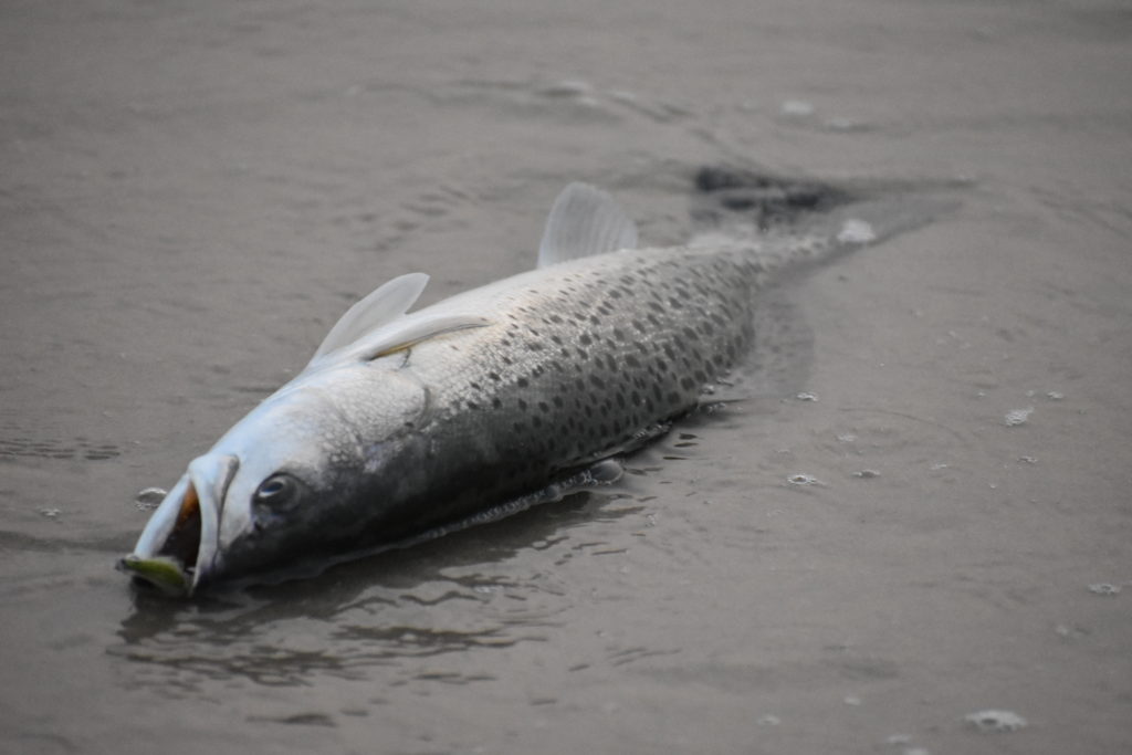 saltwater fly anglers of delaware, fly fishing, cape henlopen state park, lewes, delaware, sussex county, wizards of the long wand, the flats, yes you can fly fish in the ocean, speckled trout, sea trout, croaker, spot, bluefish, weakfish