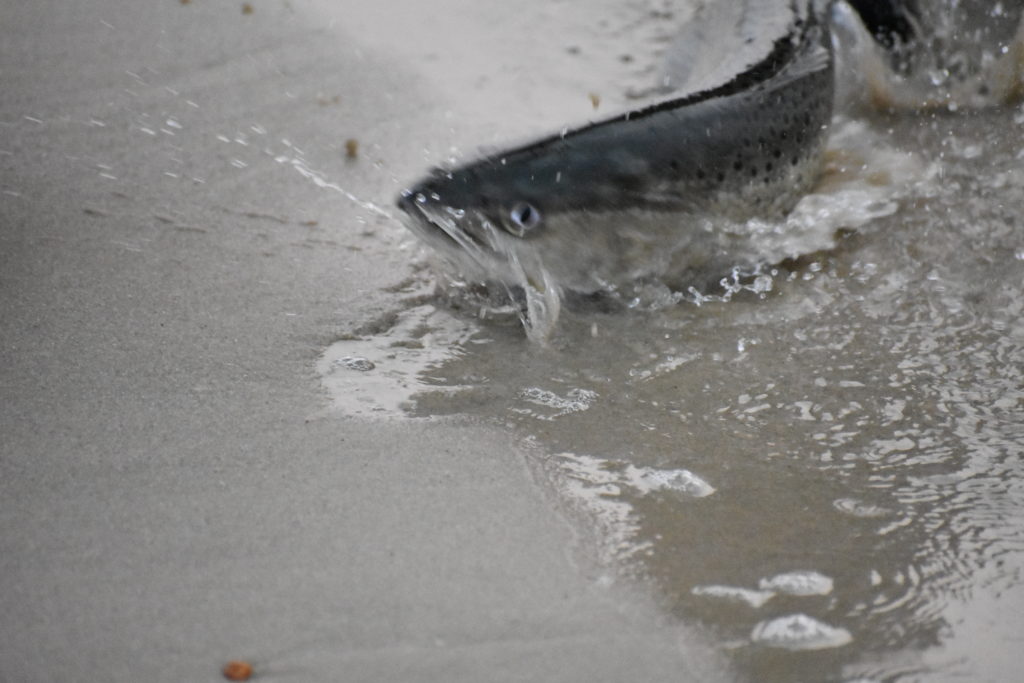 saltwater fly anglers of delaware, fly fishing, cape henlopen state park, lewes, delaware, sussex county, wizards of the long wand, the flats, yes you can fly fish in the ocean, speckled trout, sea trout, croaker, spot, bluefish, weakfish