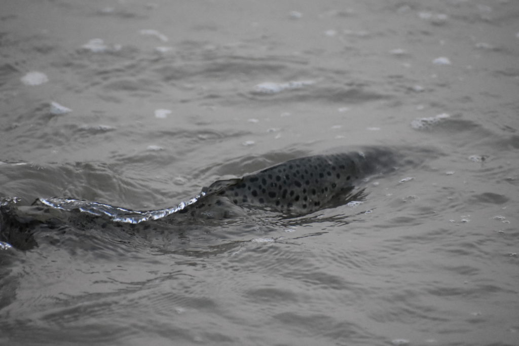 saltwater fly anglers of delaware, fly fishing, cape henlopen state park, lewes, delaware, sussex county, wizards of the long wand, the flats, yes you can fly fish in the ocean, speckled trout, sea trout, croaker, spot, bluefish, weakfish