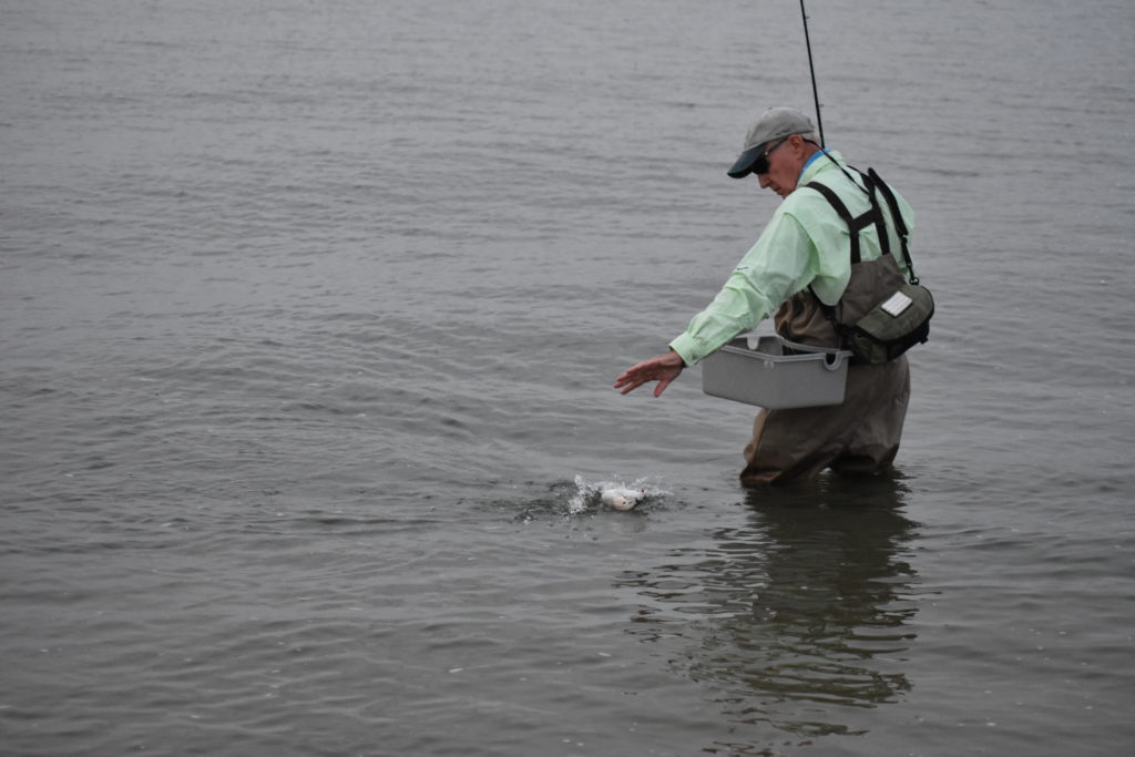 saltwater fly anglers of delaware, fly fishing, cape henlopen state park, lewes, delaware, sussex county, wizards of the long wand, the flats, yes you can fly fish in the ocean, speckled trout, sea trout, croaker, spot, bluefish, weakfish