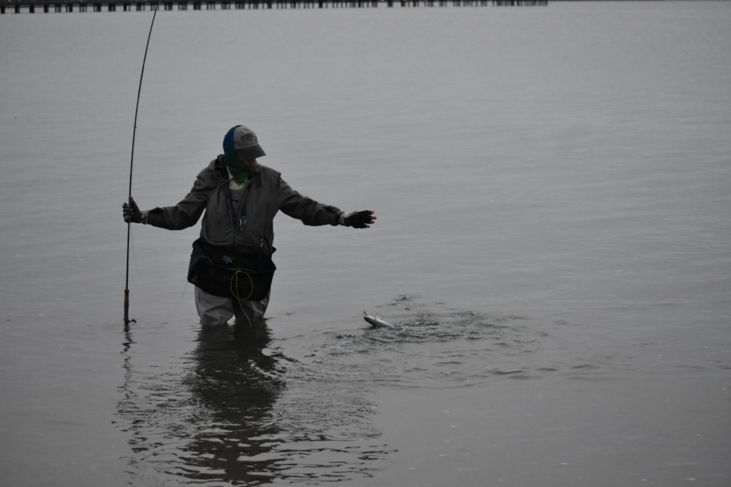 saltwater fly anglers of delaware, fly fishing, cape henlopen state park, lewes, delaware, sussex county, wizards of the long wand, the flats, yes you can fly fish in the ocean, speckled trout, sea trout, croaker, spot, bluefish, weakfish