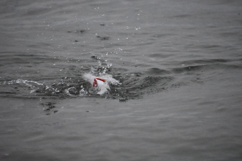 saltwater fly anglers of delaware, fly fishing, cape henlopen state park, lewes, delaware, sussex county, wizards of the long wand, the flats, yes you can fly fish in the ocean, speckled trout, sea trout, croaker, spot, bluefish, weakfish