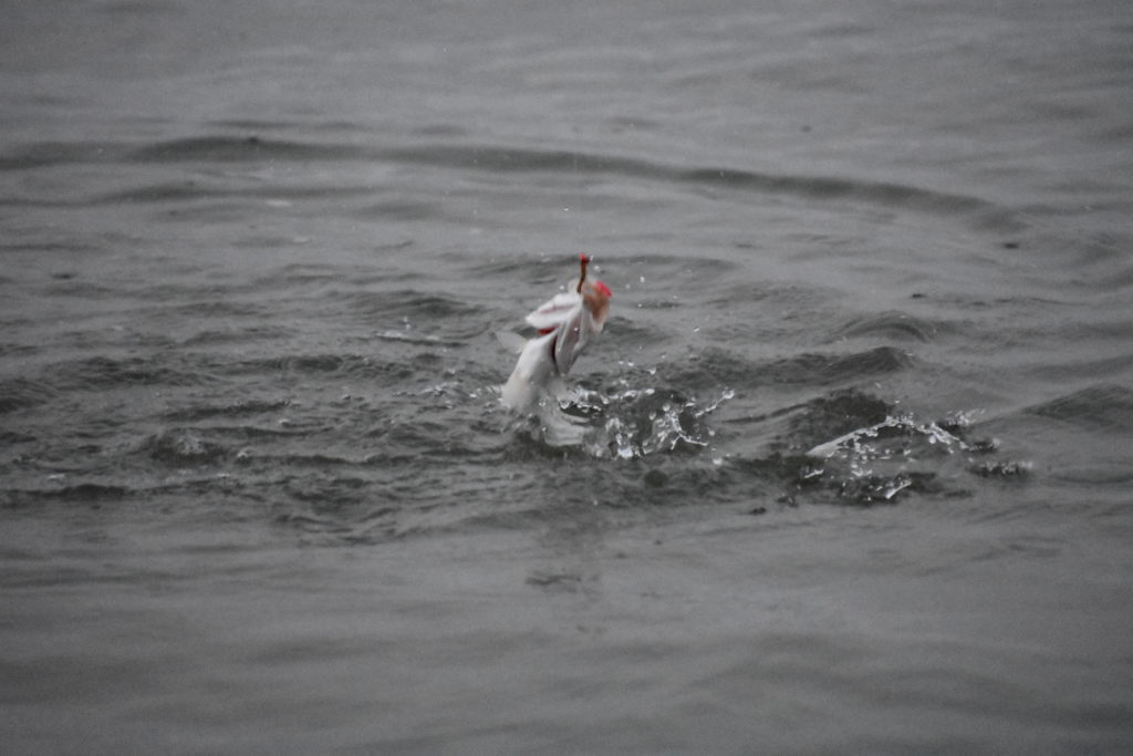saltwater fly anglers of delaware, fly fishing, cape henlopen state park, lewes, delaware, sussex county, wizards of the long wand, the flats, yes you can fly fish in the ocean, speckled trout, sea trout, croaker, spot, bluefish, weakfish