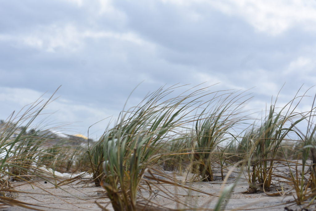dune grass, Delaware seashore state park, delaware surf fishing, indian river inlet, hurricane teddy storm surge, metal detecting, heavy surf, wave action, delmarva beaches, sussex county