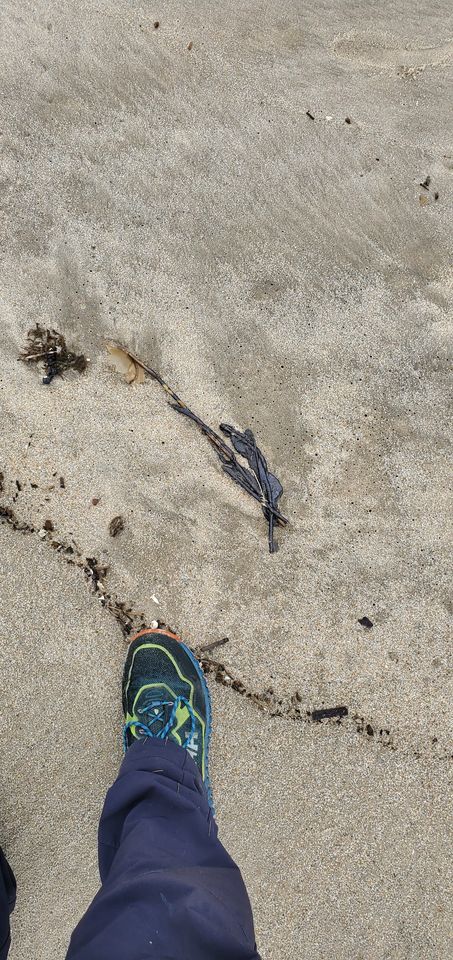oil spill, delaware beaches, tar ball, tar blob, glob, oil slick, delaware surf fishing, sussex county, delaware state parks, lewes, bethany, dewey, rehoboth, dnrec, coast guard, tri state bird rescue, merr