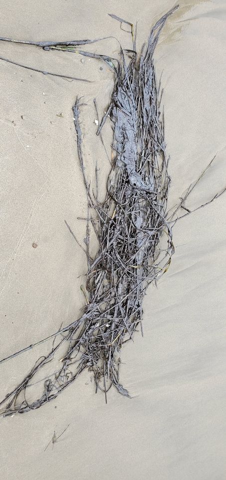 oil spill, delaware beaches, tar ball, tar blob, glob, oil slick, delaware surf fishing, sussex county, delaware state parks, lewes, bethany, dewey, rehoboth, dnrec, coast guard, tri state bird rescue, merr