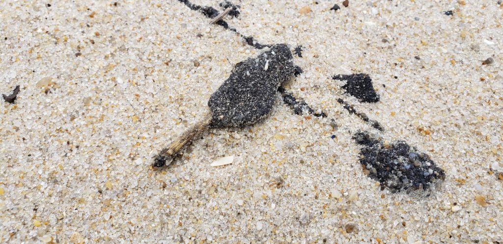 oil spill, delaware beaches, tar ball, tar blob, glob, oil slick, delaware surf fishing, sussex county, delaware state parks, lewes, bethany, dewey, rehoboth, dnrec, coast guard, tri state bird rescue, merr