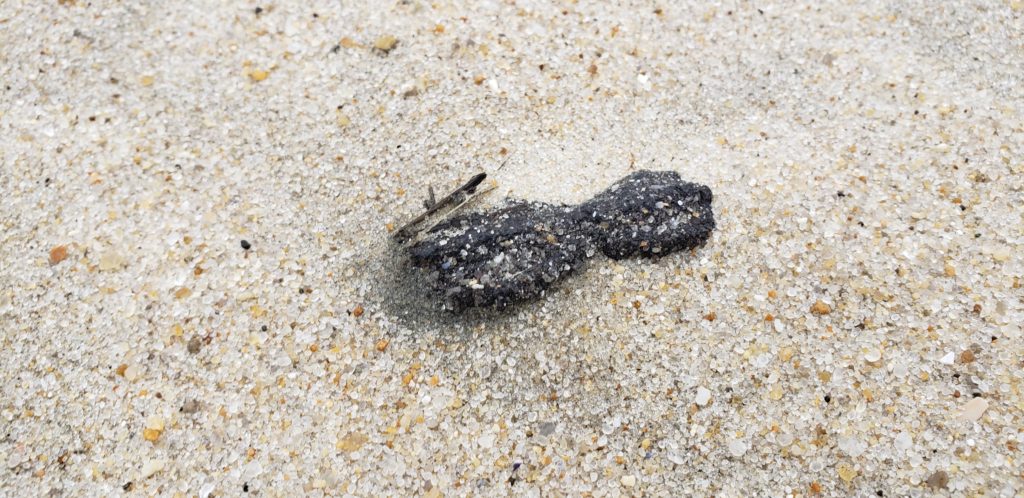 oil spill, delaware beaches, tar ball, tar blob, glob, oil slick, delaware surf fishing, sussex county, delaware state parks, lewes, bethany, dewey, rehoboth, dnrec, coast guard, tri state bird rescue, merr