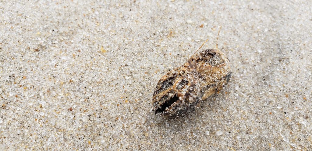 oil spill, delaware beaches, tar ball, tar blob, glob, oil slick, delaware surf fishing, sussex county, delaware state parks, lewes, bethany, dewey, rehoboth, dnrec, coast guard, tri state bird rescue, merr