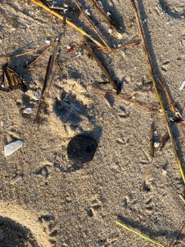 oil spill, delaware beaches, tar ball, tar blob, glob, oil slick, delaware surf fishing, sussex county, delaware state parks, lewes, bethany, dewey, rehoboth, dnrec, coast guard, tri state bird rescue, merr