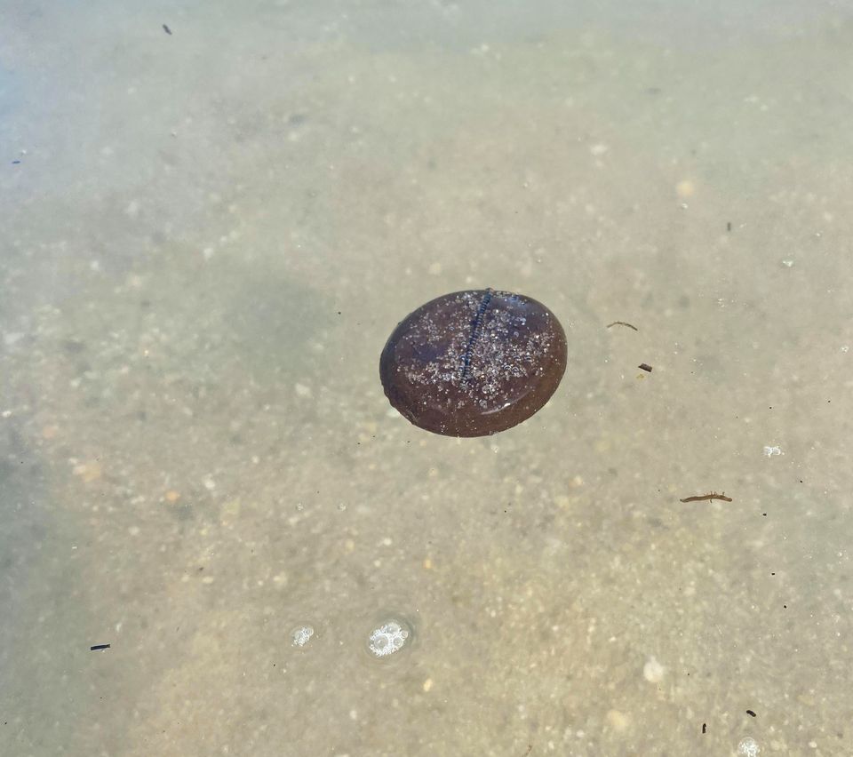 oil spill. broadkill beach, lewes beach slaughter beach, rehoboth beach, cape shores, the point