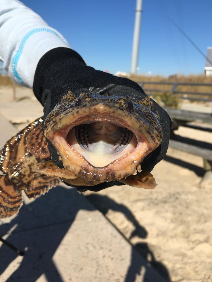 Indian river inlet, tautog recipe, delaware surf fishing, community cookbook, fish recipes,