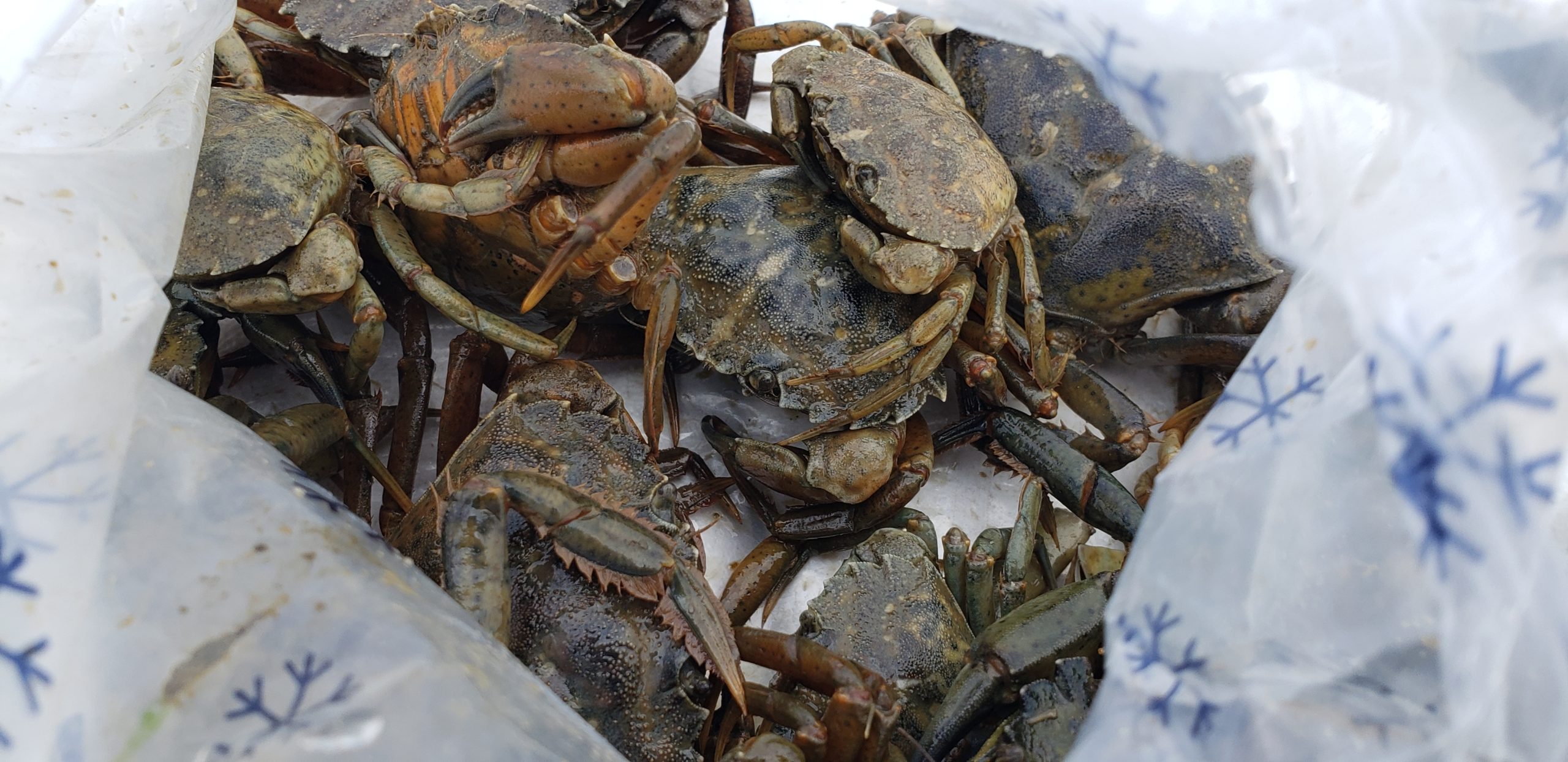 Green crabs, delaware surf fishing, red drum, redfish, striped bass, delaware seashore state park
