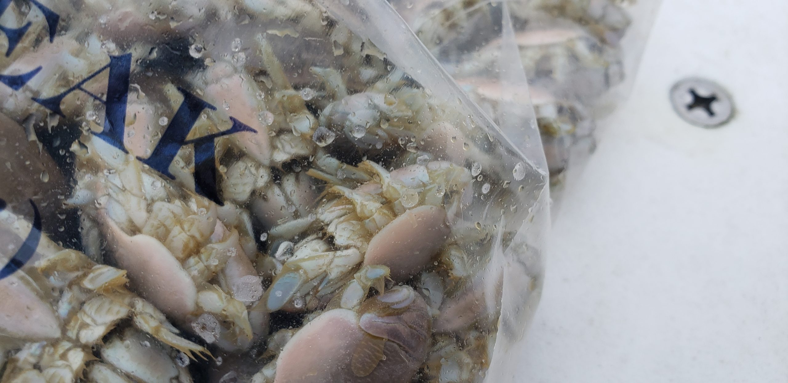 sand fleas, delaware surf fishing, red drum, redfish, striped bass, delaware seashore state park