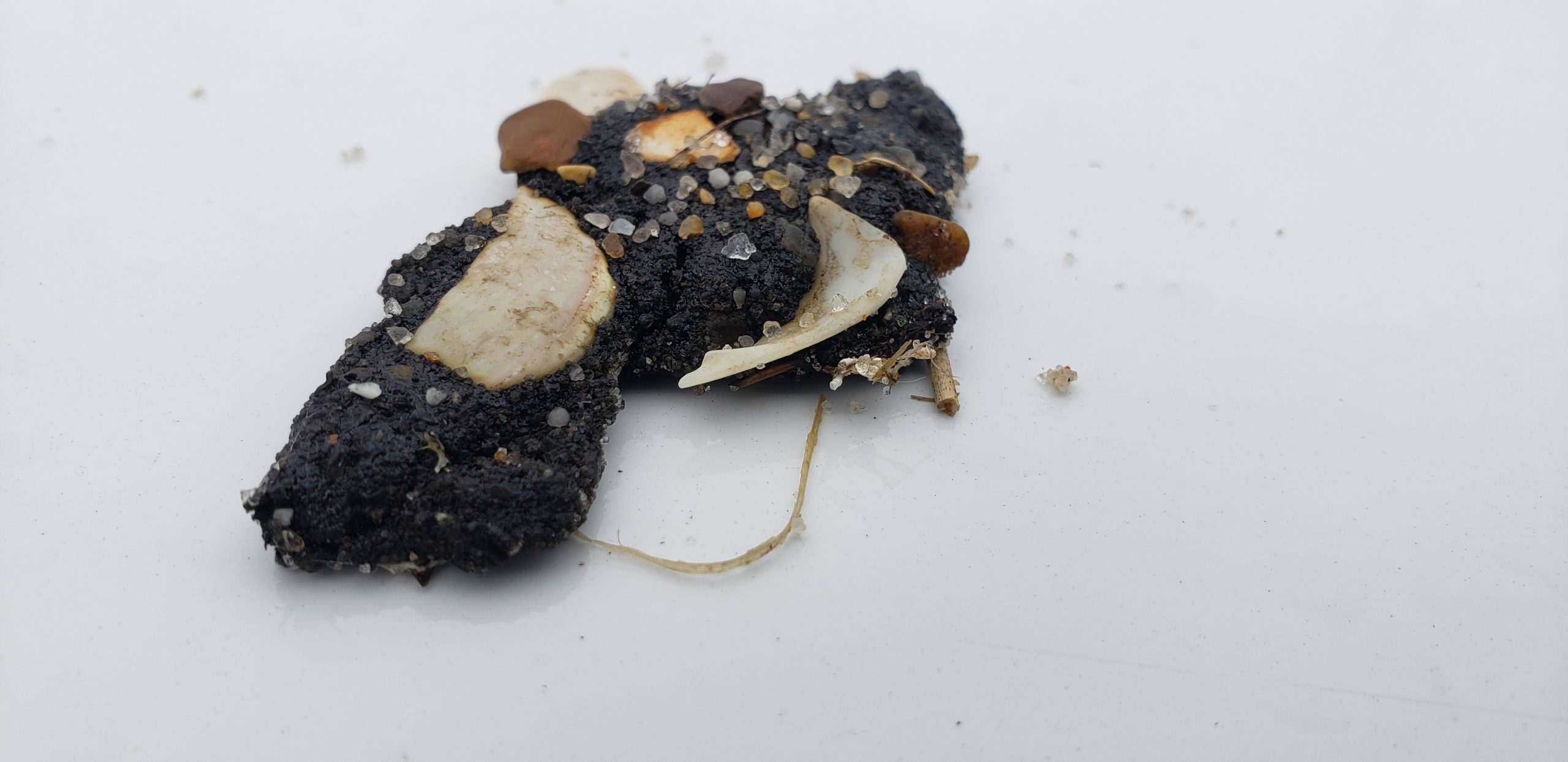 delaware oil spill, delaware surf fishing, tar oil blobs,