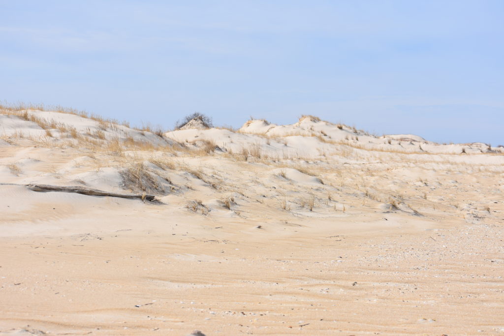Delaware beaches, dune systems, walking dune, sussex county, delaware state parks, ghost crab, gackle, red fox, osprey