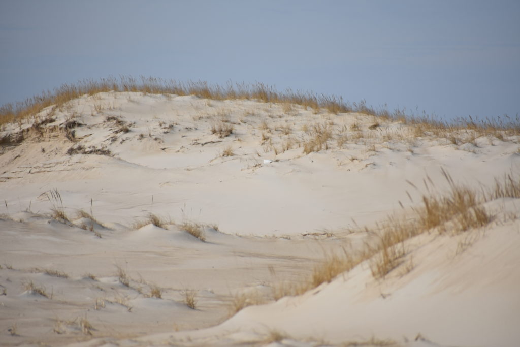 Delaware beaches, dune systems, walking dune, sussex county, delaware state parks, ghost crab, gackle, red fox, osprey