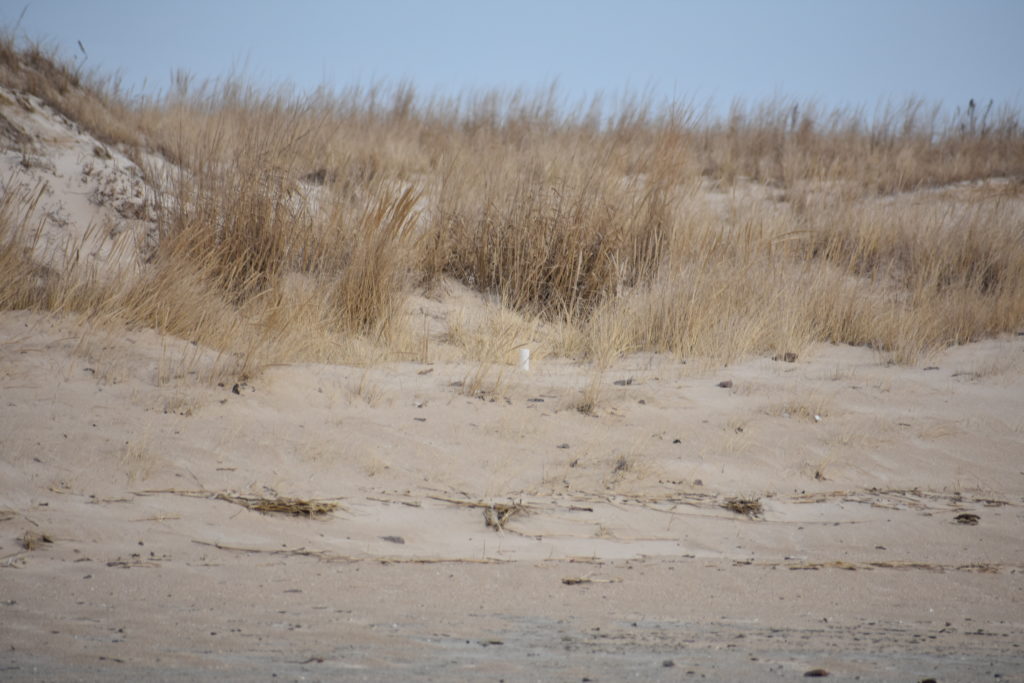Delaware beaches, dune systems, walking dune, sussex county, delaware state parks, ghost crab, gackle, red fox, osprey