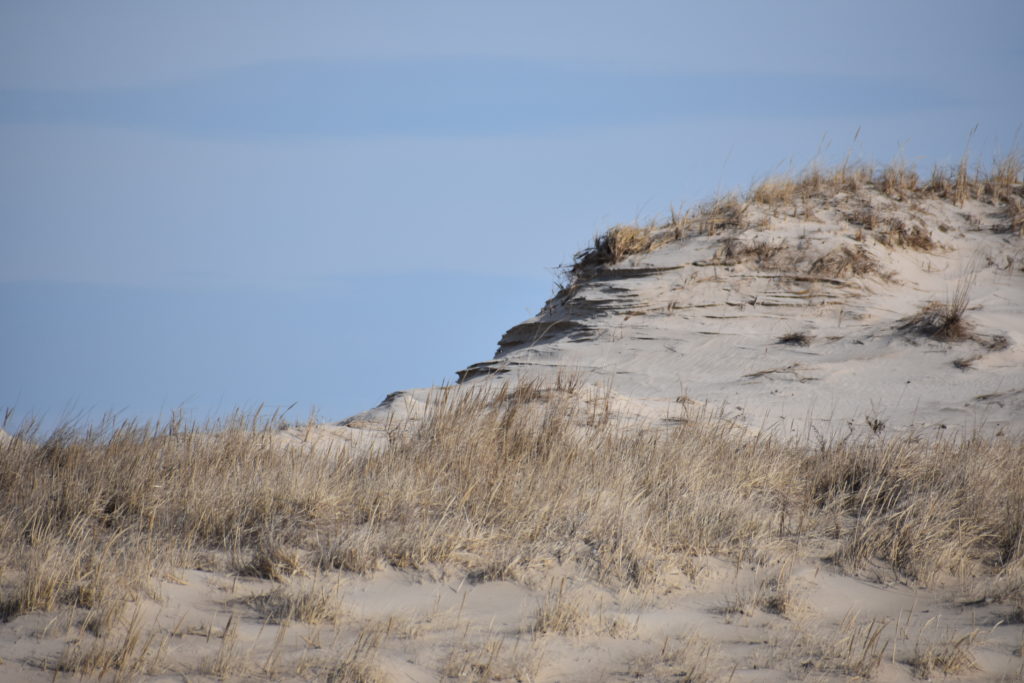 Delaware beaches, dune systems, walking dune, sussex county, delaware state parks, ghost crab, gackle, red fox, osprey