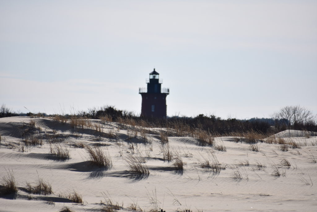 Delaware beaches, dune systems, walking dune, sussex county, delaware state parks, ghost crab, gackle, red fox, osprey