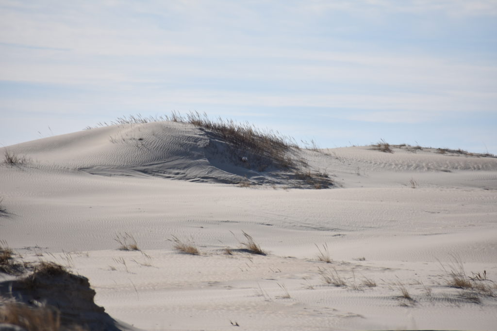Delaware beaches, dune systems, walking dune, sussex county, delaware state parks, ghost crab, gackle, red fox, osprey
