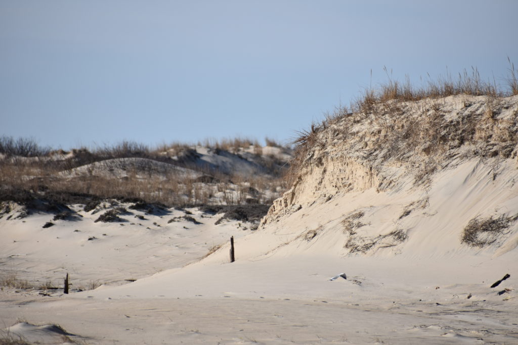 Delaware beaches, dune systems, walking dune, sussex county, delaware state parks, ghost crab, gackle, red fox, osprey