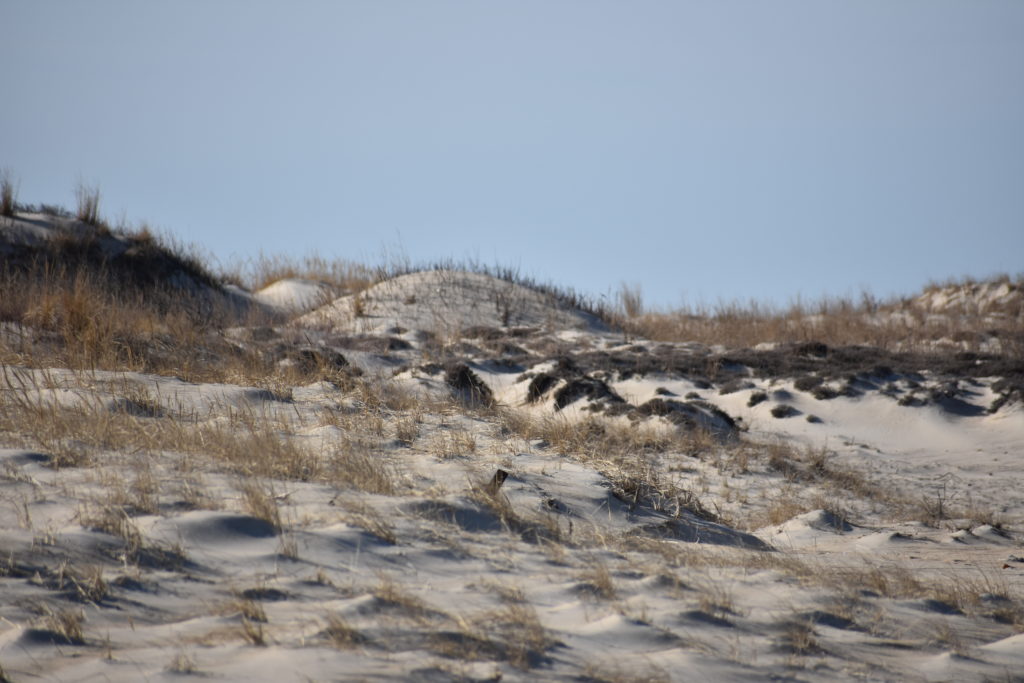 Delaware beaches, dune systems, walking dune, sussex county, delaware state parks, ghost crab, gackle, red fox, osprey