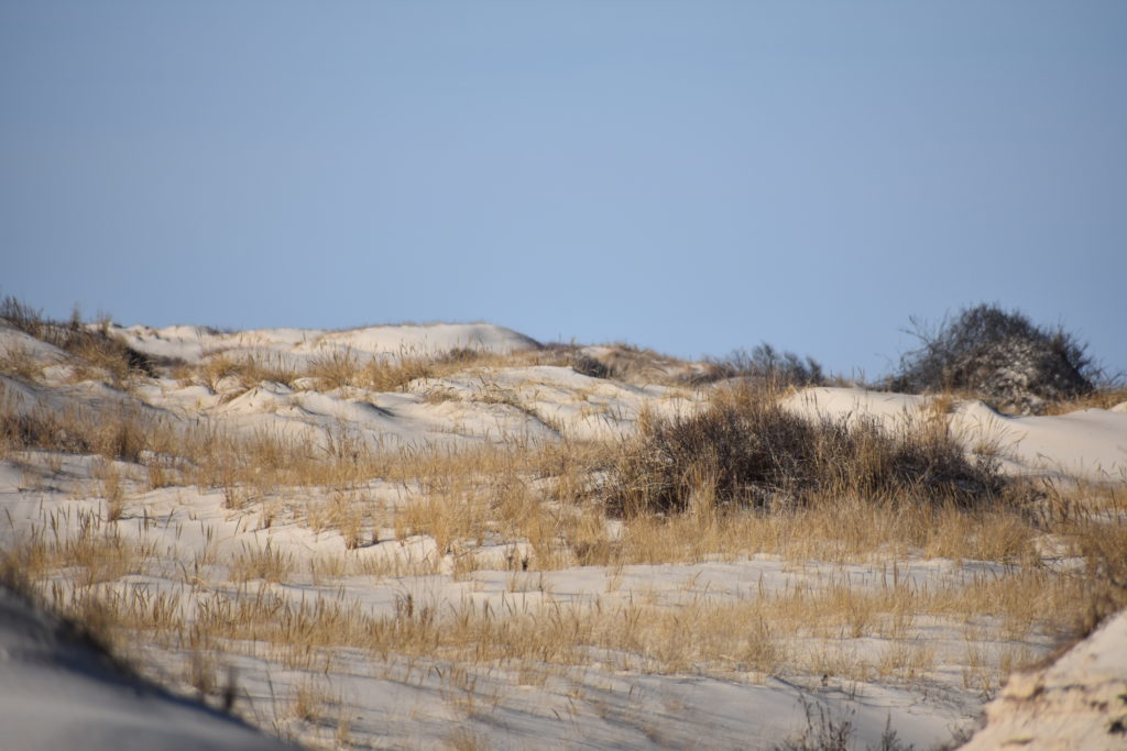 Delaware beaches, dune systems, walking dune, sussex county, delaware state parks, ghost crab, gackle, red fox, osprey